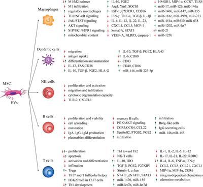 Extracellular Vesicle-Dependent Communication Between Mesenchymal Stromal Cells and Immune Effector Cells